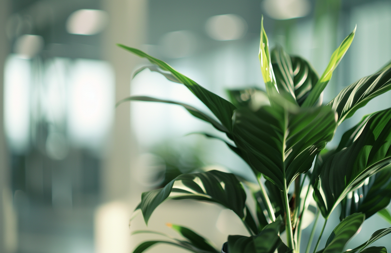 upmedio_closeup_of_an_office_plant_light_and_airy_panasonic_lum_7f8a7b2b-2646-4748-a278-c09ca54efcfb